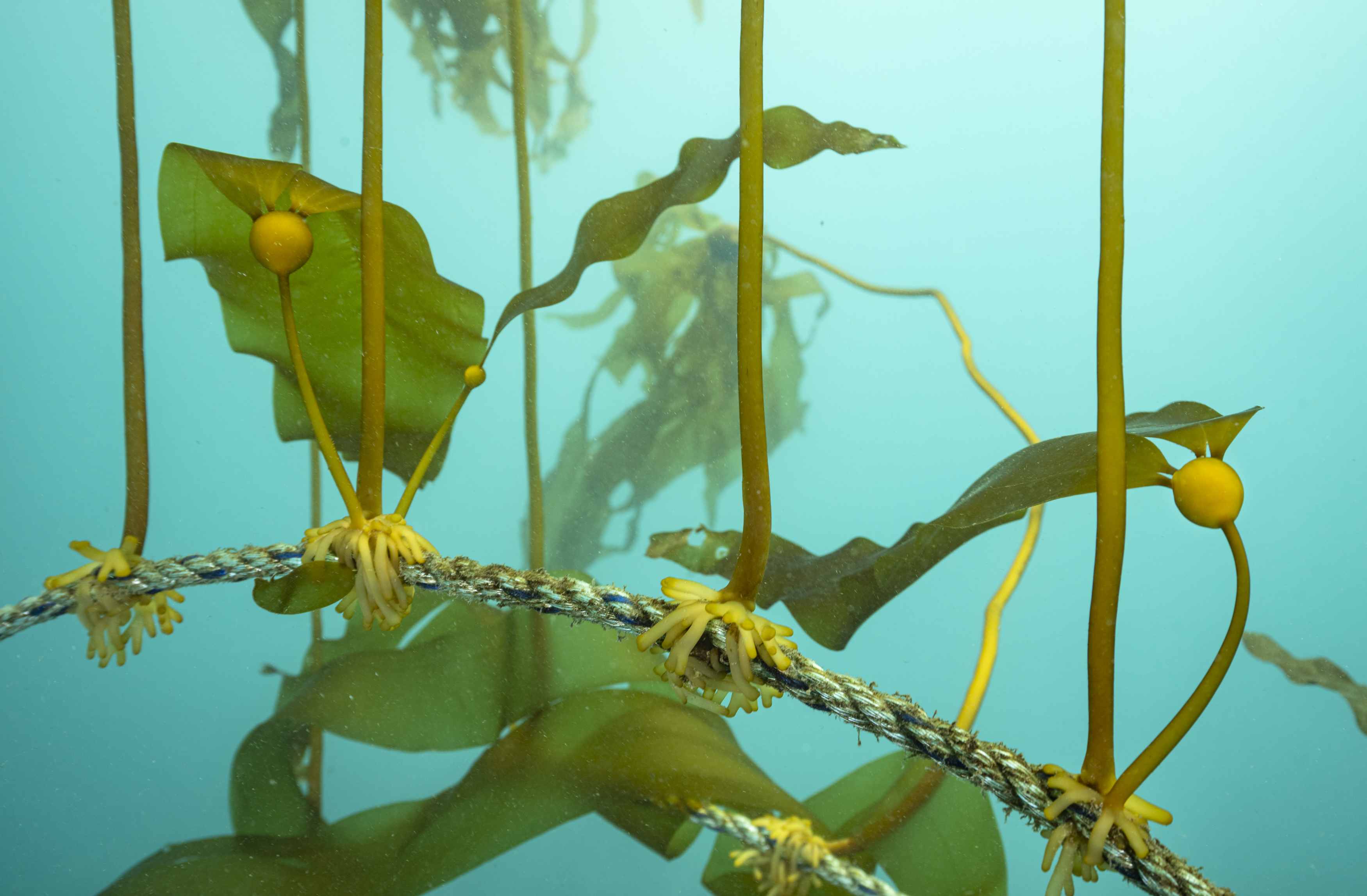 Outplanting of kelp on a rope under water.