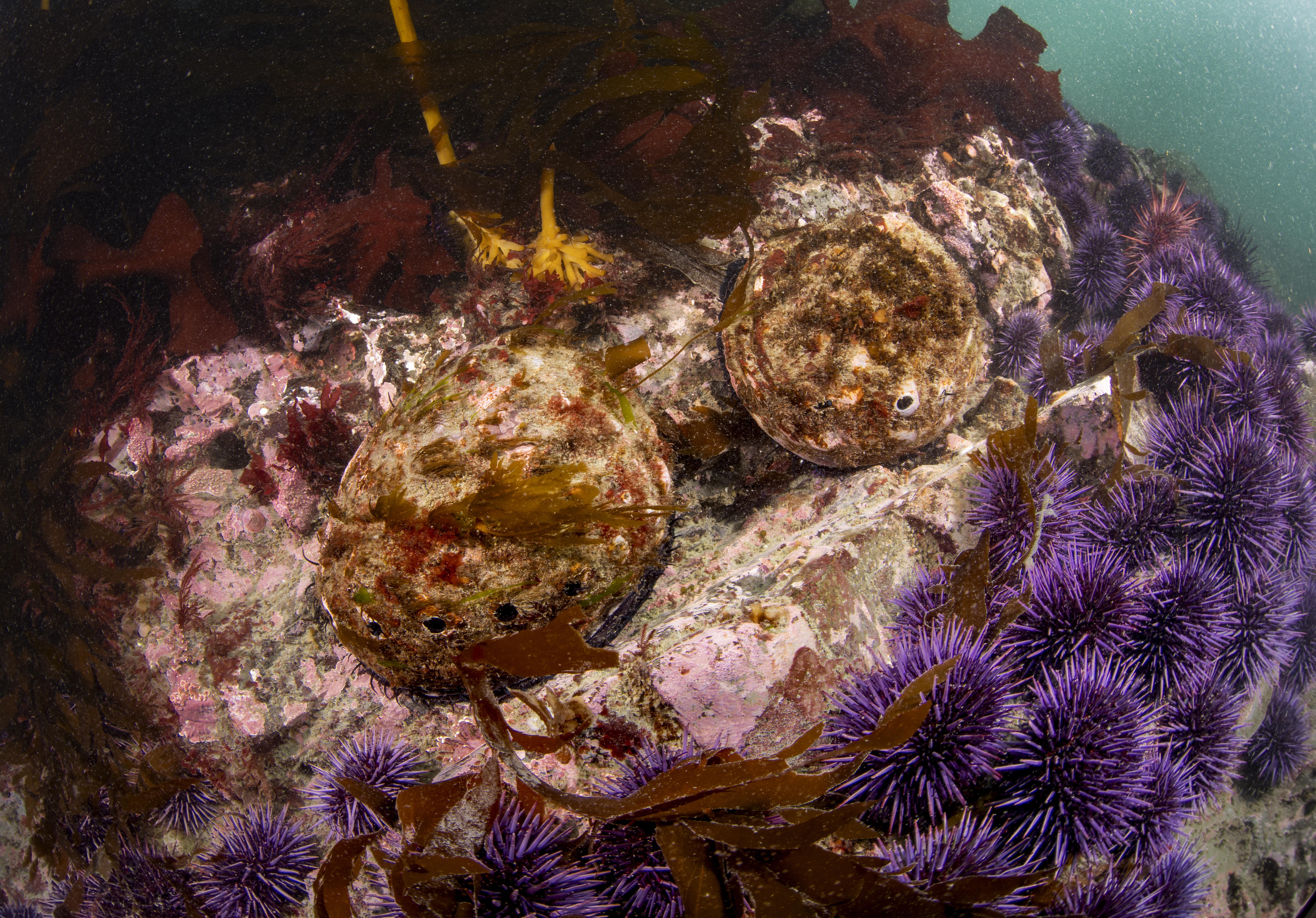 A group of urchins next to a pair of abalones.