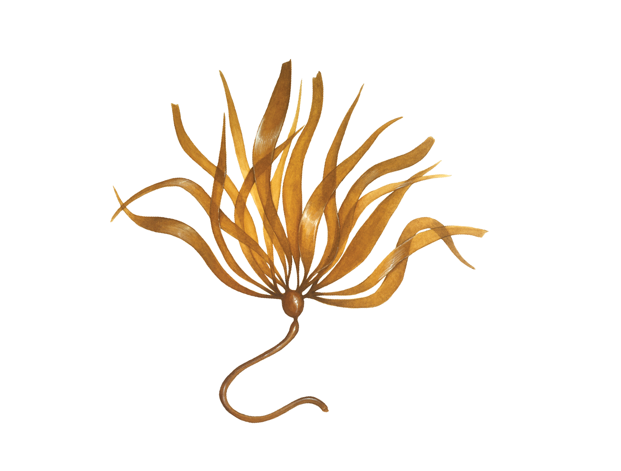 Bull kelp icon