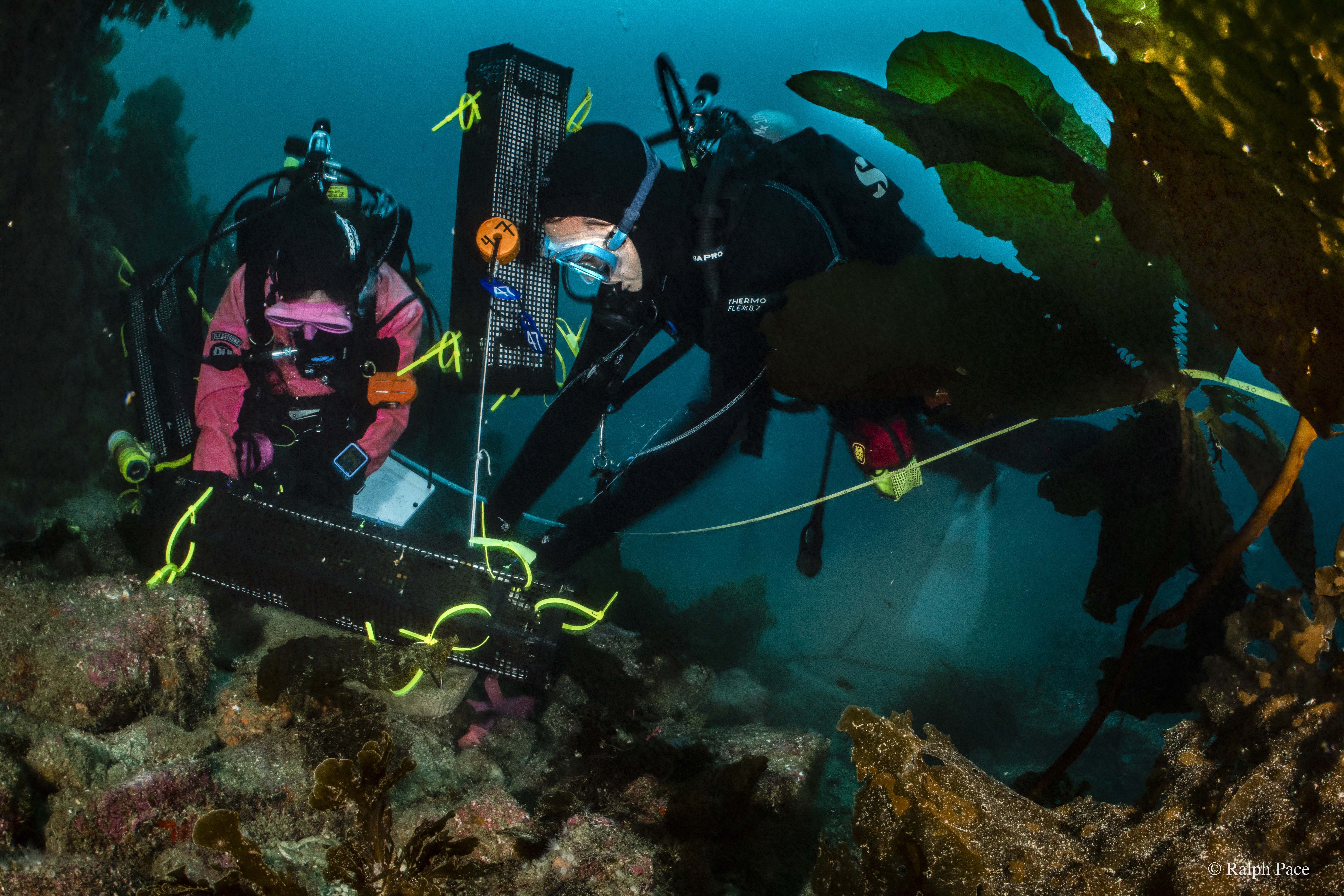Two divers under water.