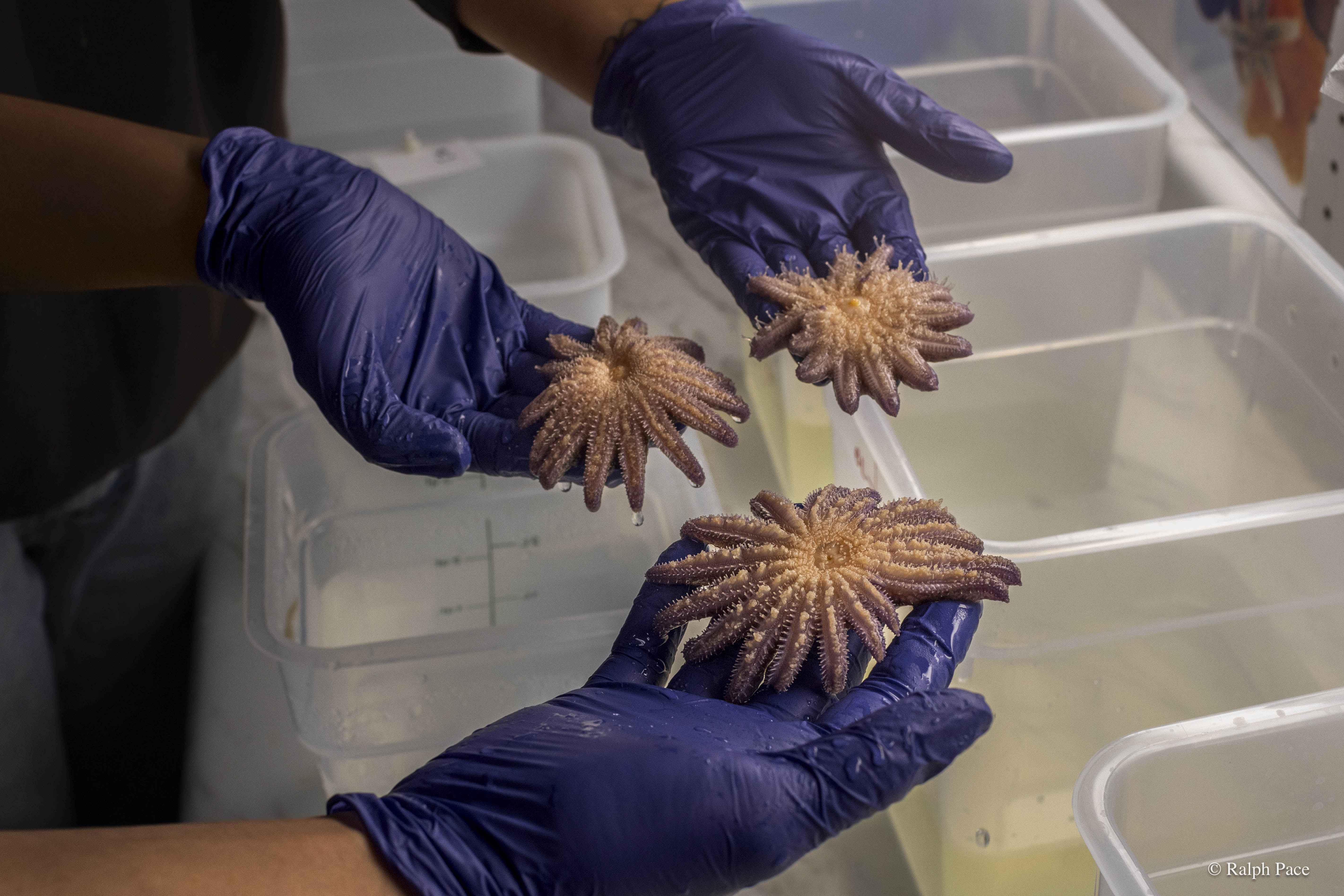 Scientists with blue gloves handle sunflower sea stars in a lab.