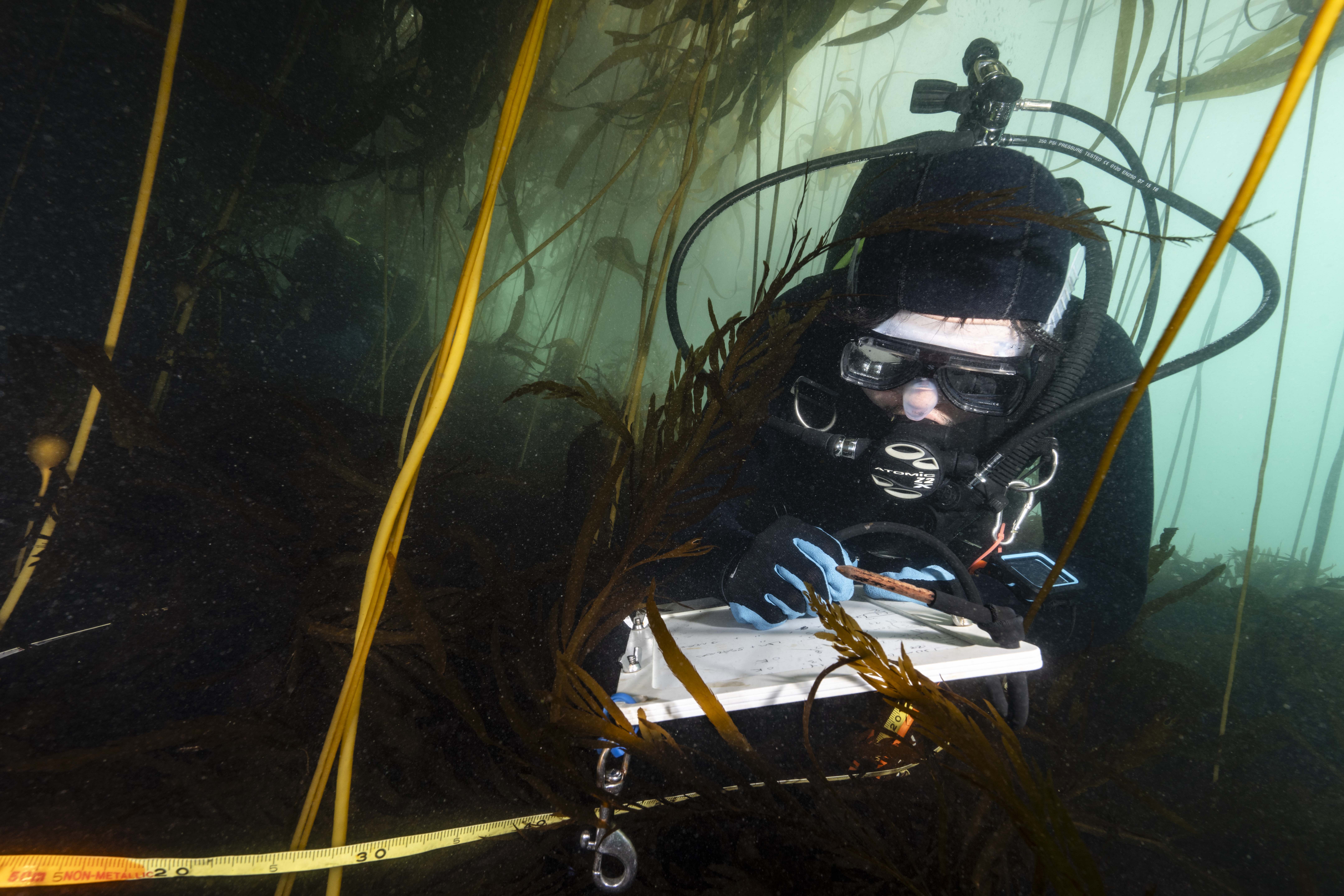 Diver in a kelp forest under water.