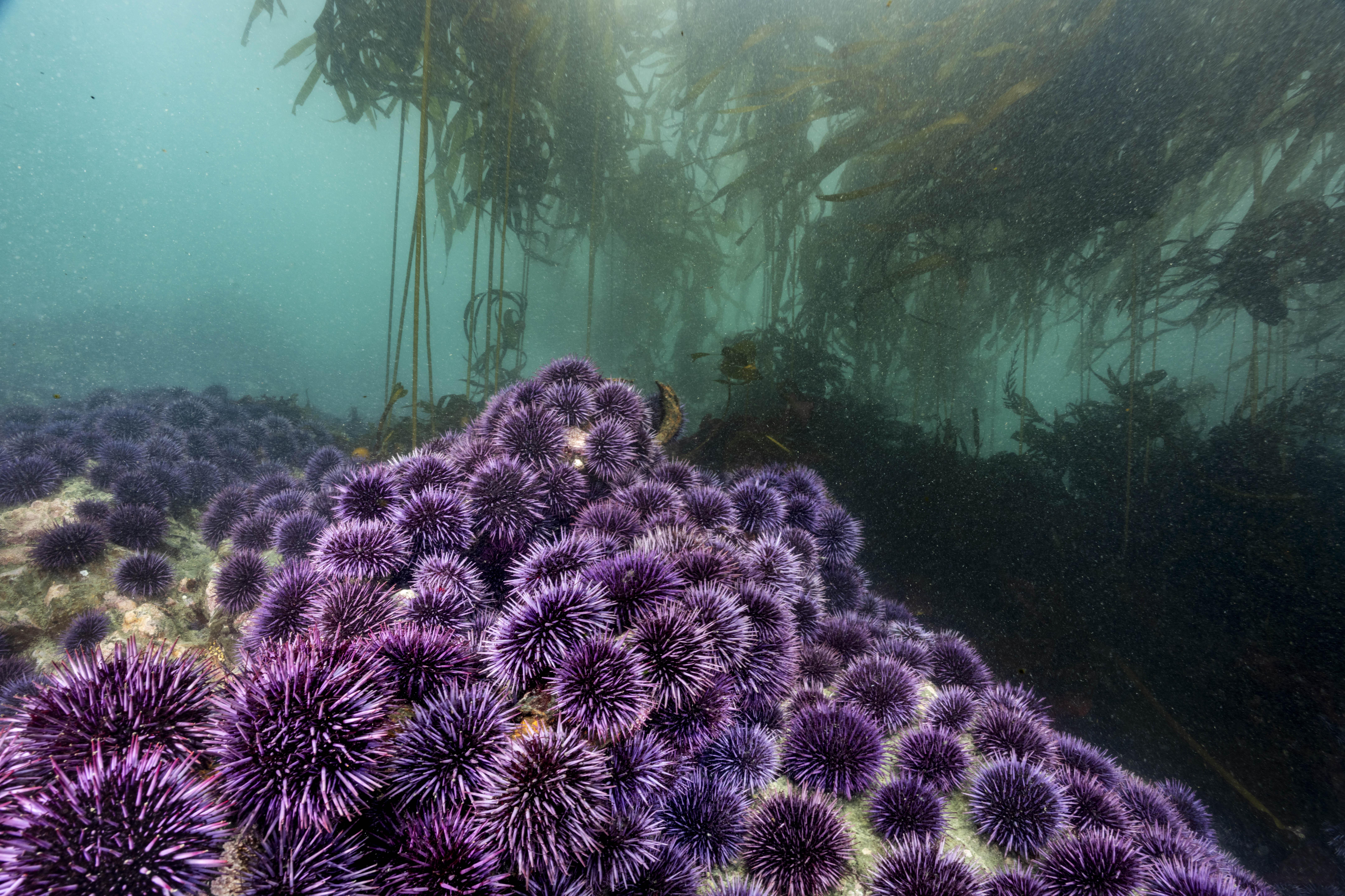Spiky purple urchin pictured alongside a kelp forest under water.