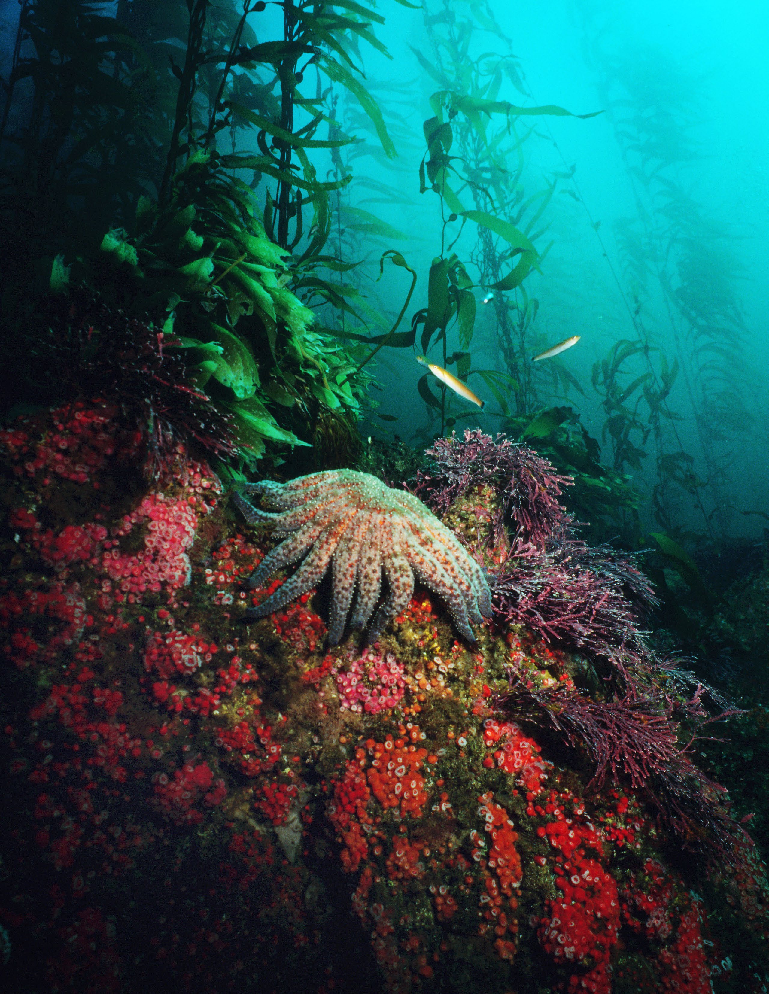 Sunflower sea star in a kelp forest under water.