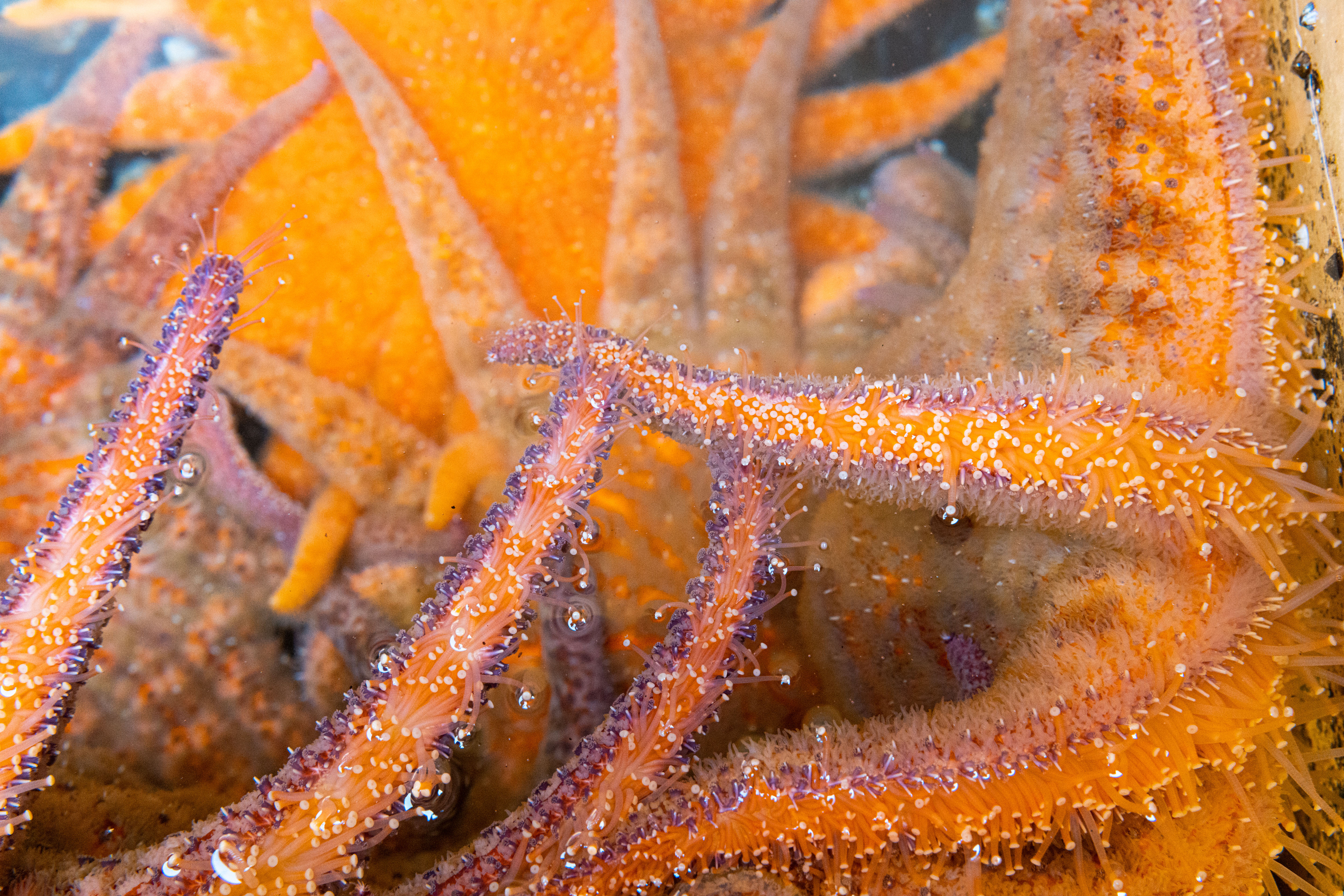 Close-up of sunflower sea star.