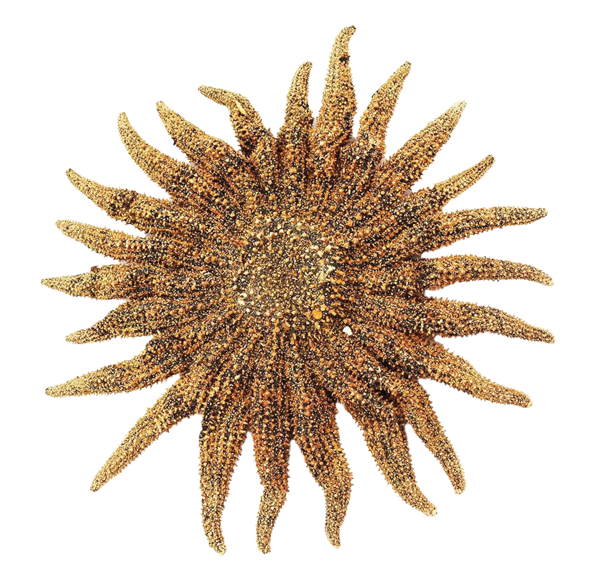 Icon resembling a Sunflower Sea Star.