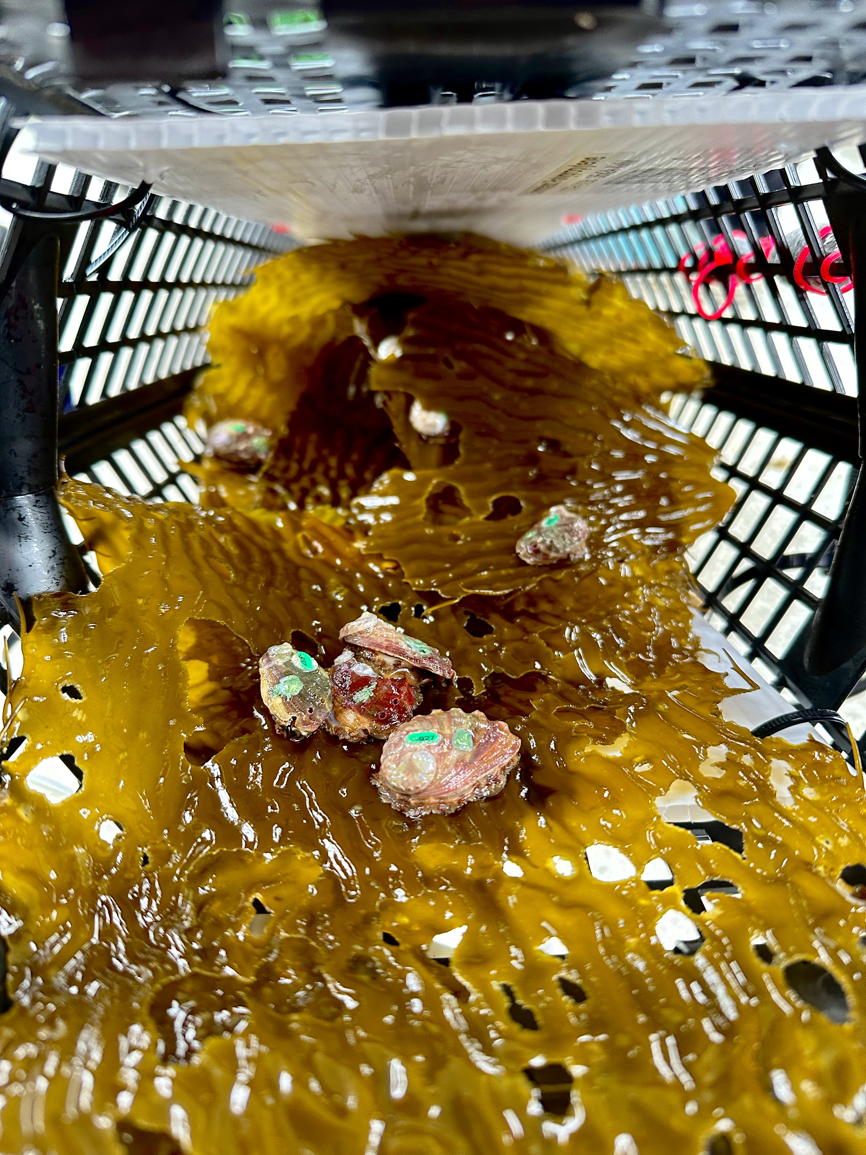 Kelp and white abalone in a cage to be outplanted back into the ocean.