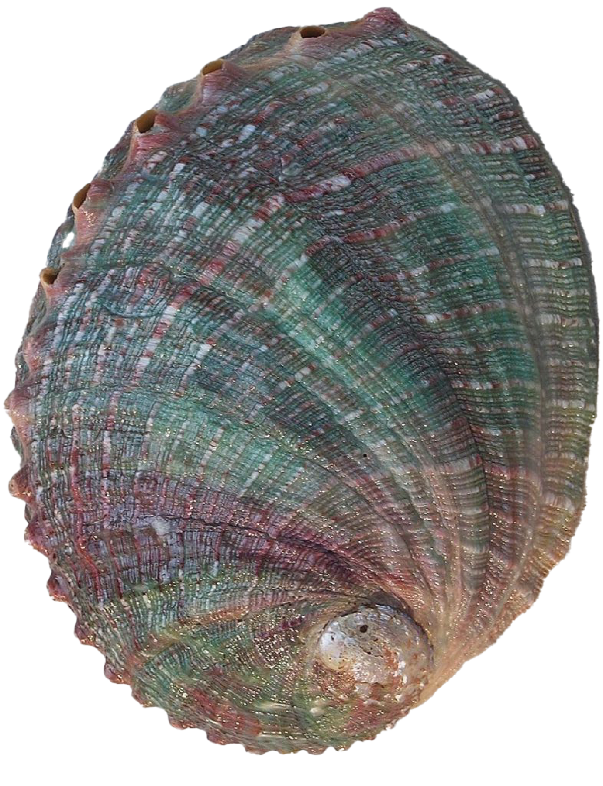 An icon of a white abalone.