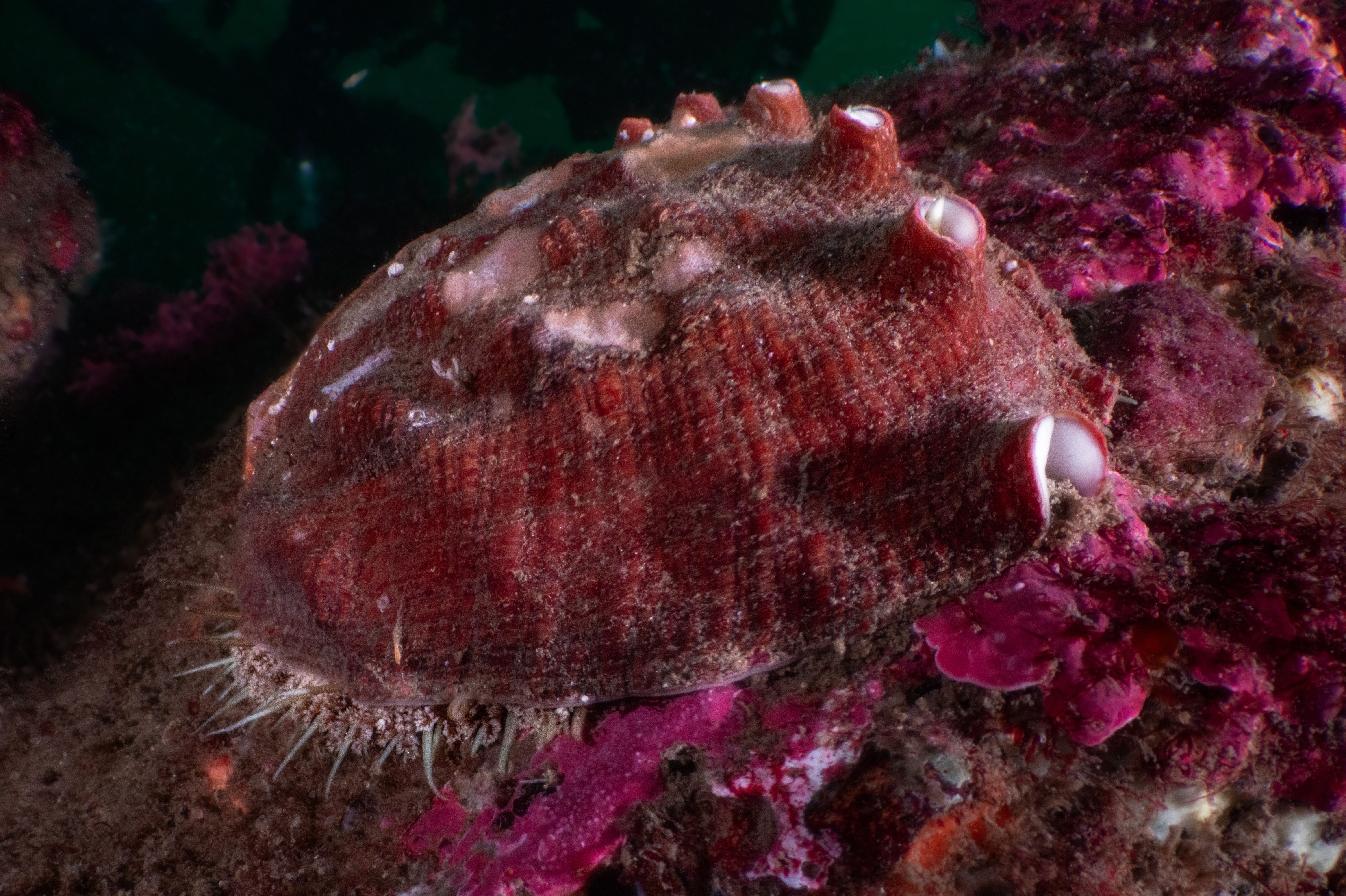 White Abalone underwater.